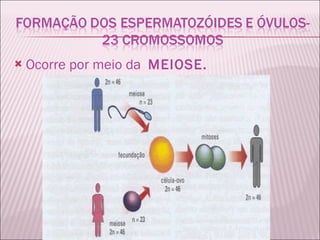 Ocorre por meio da   MEIOSE. 