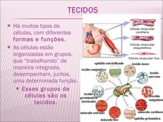 Há muitos tipos de células, com diferentes  formas e funções.  As células estão organizadas em grupos, que “trabalhando” de maneira integrada, desempenham, juntos, uma determinada função.  Esses grupos de células são os tecidos. 