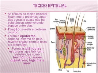 As células do tecido epitelial ficam muito próximas umas das outras e quase não há substâncias preenchendo espaço entre elas.  Função: revestir e proteger o corpo.  Forma a  epiderme-  camada  externa da pele,  reveste órgãos como a boca e o estômago. Forma as  glândulas  – estruturas  que fabricam,  substâncias como:  hormônios, sucos digestivos, lágrima e suor. 