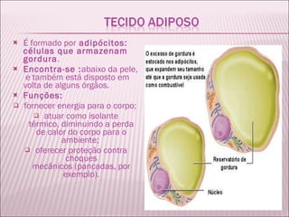 É formado por  adipócitos:  células que armazenam gordura .  Encontra-se : abaixo da pele,  e também está disposto em volta de alguns órgãos. Funções:  fornecer energia para o corpo;  atuar como isolante térmico, diminuindo a perda de calor do corpo para o ambiente;  oferecer proteção contra choques mecânicos (pancadas, por exemplo). 