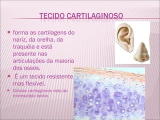 forma as cartilagens do nariz, da orelha, da traquéia e está presente nas articulações da maioria dos ossos. É um tecido resistente, mas flexível.  Células cartilagíneas vista ao microscópio óptico. 