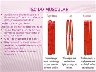 As células do tecido muscular são denominadas  fibras musculares  e possuem a capacidade de se  contrair   e alongar . A essa  propriedade chamamos  contratilidade .  Têm o  formato alongado, o que permite os diversos movimentos do corpo.(contração) O tecido muscular pode ser :  liso  -contração lenta e involuntária estriado esquelético-  contração rápida e voluntária.   estriado cardíaco .-rápida e involuntária. 