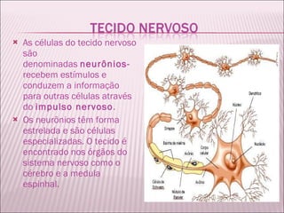 As células do tecido nervoso são denominadas  neurônios-  recebem estímulos e conduzem a informação para outras células através do  impulso nervoso . Os neurônios têm forma estrelada e são células especializadas. O tecido é encontrado nos órgãos do sistema nervoso como o cérebro e a medula espinhal. 