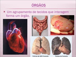   Um agrupamento de tecidos que interagem forma um órgão. 