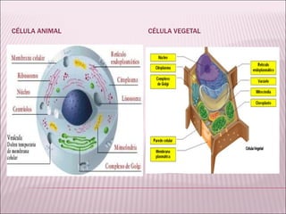 CÉLULA ANIMAL CÉLULA VEGETAL 