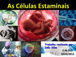 Células Estaminais As Células Estaminais Trabalho realizado por:  Inês Silva E.M.R.C. 2010/2011 