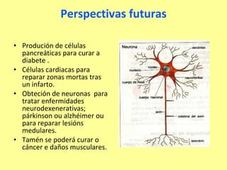 Perspectivas futuras Produción de células pancreáticas para curar a diabete . Células cardiacas para reparar zonas mortas tras un infarto. Obteción de neuronas  para tratar enfermidades neurodexenerativas; párkinson ou alzhéimer ou para reparar lesións medulares. Tamén se poderá curar o cáncer e daños musculares. 
