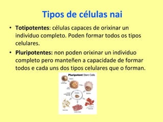 Tipos de células nai Totipotentes : células capaces de orixinar un individuo completo. Poden formar todos os tipos celulares. Pluripotentes:  non poden orixinar un individuo completo pero manteñen a capacidade de formar todos e cada uns dos tipos celulares que o forman. 