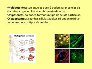 Multipotentes:  son aquelas que só poden xerar células da súa misma capa ou linaxe embrionario de orixe. Unipotentes:  só poden formar un tipo de célula particular. Oligopotentes:  algunhas células adultas só poden orixinar un ou uns poucos tipos de células. 