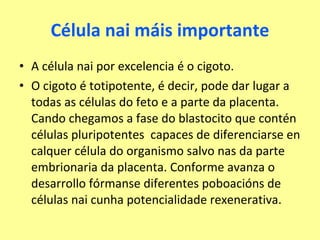 Célula nai máis importante A célula nai por excelencia é o cigoto.  O cigoto é totipotente, é decir, pode dar lugar a todas as células do feto e a parte da placenta. Cando chegamos a fase do blastocito que contén células pluripotentes  capaces de diferenciarse en calquer célula do organismo salvo nas da parte embrionaria da placenta. Conforme avanza o desarrollo fórmanse diferentes poboacións de células nai cunha potencialidade rexenerativa. 