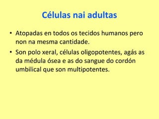 Células nai adultas Atopadas en todos os tecidos humanos pero non na mesma cantidade. Son polo xeral, células oligopotentes, agás as da médula ósea e as do sangue do cordón umbilical que son multipotentes. 