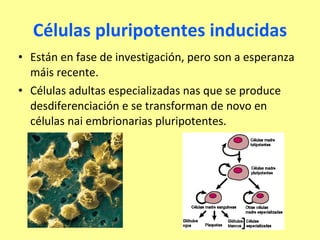 Células pluripotentes inducidas Están en fase de investigación, pero son a esperanza máis recente. Células adultas especializadas nas que se produce desdiferenciación e se transforman de novo en células nai embrionarias pluripotentes. 