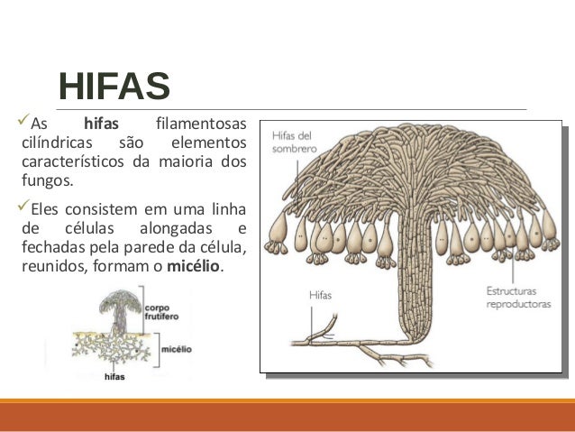 Fungo de pregos em uma perna. tratamento