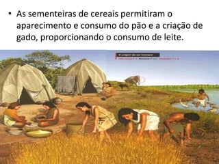 • As sementeiras de cereais permitiram o
  aparecimento e consumo do pão e a criação de
  gado, proporcionando o consumo de leite.
 