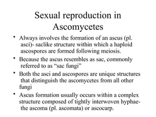 Ascomycetes l,.pptx