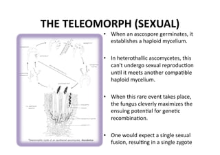 Ascomycota | PDF
