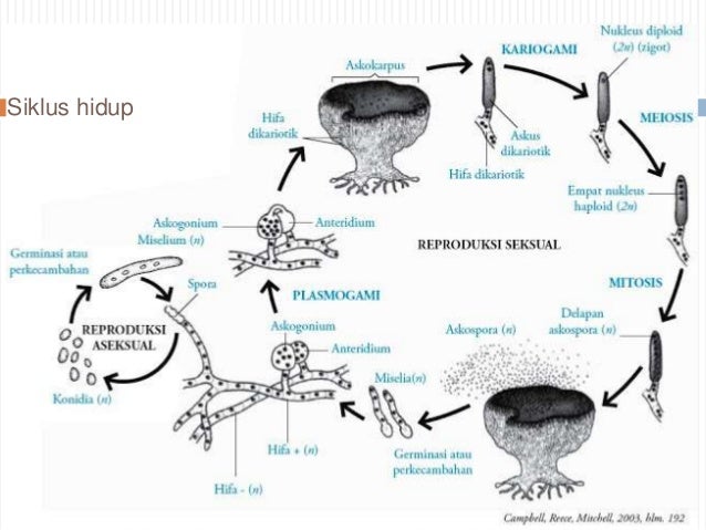 Ascomycota