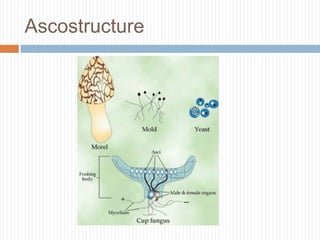 Ascostructure

 