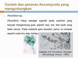 Contoh dan peranan Ascomycota yang
menguntungkan
b.

Penicillium sp.
Penicillium hidup sebagai saprofit pada substrat yang
banyak mengandung gula, seperti nasi, roti, dan buah yang
telah ranum. Pada substrat gula tersebut, jamur ini tampak

seperti noda biru atau kehijauan.

 
