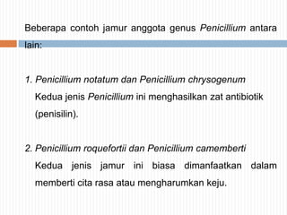 Beberapa contoh jamur anggota genus Penicillium antara
lain:

1. Penicillium notatum dan Penicillium chrysogenum
Kedua jenis Penicillium ini menghasilkan zat antibiotik
(penisilin).

2. Penicillium roquefortii dan Penicillium camemberti
Kedua jenis jamur ini biasa dimanfaatkan dalam
memberti cita rasa atau mengharumkan keju.

 