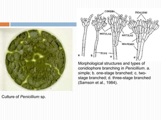 Morphological structures and types of
conidiophore branching in Penicillium. a.
simple; b. one-stage branched; c. twostage branched; d. three-stage branched
(Samson et al., 1984).

Culture of Penicillium sp.

 