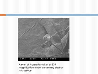 A scan of Aspergillus taken at 235
magnifications under a scanning electron
microscope

 