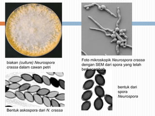 biakan (culture) Neurospora
crassa dalam cawan petri

Foto mikroskopik Neurospora crassa
dengan SEM dari spora yang telah
berkecambah

bentuk dari
spora
Neurospora

Bentuk askospora dari N. crassa

 