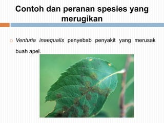 Contoh dan peranan spesies yang
merugikan


Venturia inaequalis penyebab penyakit yang merusak
buah apel.

 
