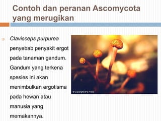 Contoh dan peranan Ascomycota
yang merugikan


Clavisceps purpurea
penyebab penyakit ergot
pada tanaman gandum.
Gandum yang terkena
spesies ini akan
menimbulkan ergotisma

pada hewan atau
manusia yang
memakannya.

 