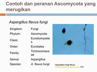 Contoh dan peranan Ascomycota yang
merugikan
Aspergillus flavus fungi
Kingdom:

Fungi

Phylum:

Ascomycota

Class:

Eurotiomycete
s

Order:

Eurotiales

Family:

Trichocomace
ae

Genus:

Aspergillus

Species:

A. flavus fungi

Aspergillus fungi flavus
Johann Heinrich Friedrich Link, 1809

 