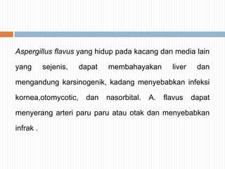 Aspergillus flavus yang hidup pada kacang dan media lain
yang

sejenis,

dapat

membahayakan

liver

dan

mengandung karsinogenik, kadang menyebabkan infeksi

kornea,otomycotic,

dan

nasorbital.

A.

flavus

dapat

menyerang arteri paru paru atau otak dan menyebabkan
infrak .

 