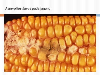 Aspergillus flavus pada jagung

 