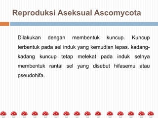 Reproduksi Aseksual Ascomycota
Dilakukan

dengan

membentuk

kuncup.

Kuncup

terbentuk pada sel induk yang kemudian lepas. kadangkadang kuncup tetap melekat pada induk selnya
membentuk rantai sel yang disebut hifasemu atau
pseudohifa.

 