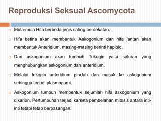 Reproduksi Seksual Ascomycota


Mula-mula Hifa berbeda jenis saling berdekatan.



Hifa betina akan membentuk Askogonium dan hifa jantan akan
membentuk Anteridium, masing-masing berinti haploid.



Dari askogonium akan tumbuh Trikogin yaitu saluran yang
menghubungkan askogonium dan anteridium.



Melalui trikogin anteridium pindah dan masuk ke askogonium
sehingga terjadi plasmogami.



Askogonium tumbuh membentuk sejumlah hifa askogonium yang
dikarion. Pertumbuhan terjadi karena pembelahan mitosis antara intiinti tetapi tetap berpasangan.

 