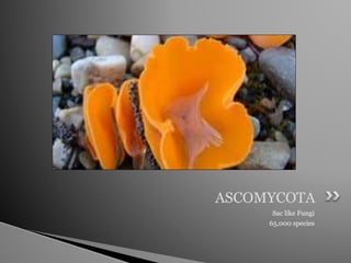 Sac like Fungi
65,000 species
ASCOMYCOTA
 