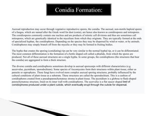 Conidia Formation:
Asexual reproduction may occur through vegetative reproductive spores, the conidia. The asexual, non-motile haploid spores
of a fungus, which are named after the Greek word for dust (conia), are hence also known as conidiospores and mitospores.
The conidiospores commonly contain one nucleus and are products of mitotic cell divisions and thus are sometimes call
mitospores, which are genetically identical to the mycelium from which they originate. They are typically formed at the ends
of specialized hyphae, the conidiophores. Depending on the species they may be dispersed by wind or water, or by animals.
Conidiophores may simply branch off from the mycelia or they may be formed in fruiting bodies.
The hypha that creates the sporing (conidiating) tip can be very similar to the normal hyphal tip, or it can be differentiated.
The most common differentiation is the formation of a bottle shaped cell called a phialide, from which the spores are
produced. Not all of these asexual structures are a single hypha. In some groups, the conidiophores (the structures that bear
the conidia) are aggregated to form a thick structure.
The diverse conidia and conidiophores sometimes develop in asexual sporocarps with different characteristics (e.g.
aecervulus, pycnidium, sporodochium). Some species of Ascomycetes form their structures within plant tissue, either as
parasite or saprophytes. These fungi have evolved more complex asexual sporing structures, probably influenced by the
cultural conditions of plant tissue as a substrate. These structures are called the sporodochium. This is a cushion of
conidiophores created from a pseudoparenchymatous stroma in plant tissue. The pycnidium is a globose to flask-shaped
parenchymatous structure, lined on its inner wall with conidiophores. The acervulus is a flat saucer shaped bed of
conidiophores produced under a plant cuticle, which eventually erupt through the cuticle for dispersal.
 