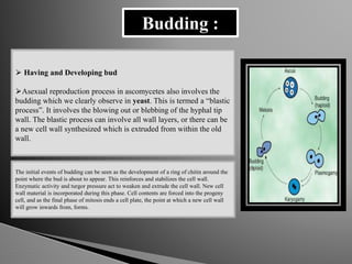 Budding :
⮚ Having and Developing bud
⮚Asexual reproduction process in ascomycetes also involves the
budding which we clearly observe in yeast. This is termed a “blastic
process”. It involves the blowing out or blebbing of the hyphal tip
wall. The blastic process can involve all wall layers, or there can be
a new cell wall synthesized which is extruded from within the old
wall.
The initial events of budding can be seen as the development of a ring of chitin around the
point where the bud is about to appear. This reinforces and stabilizes the cell wall.
Enzymatic activity and turgor pressure act to weaken and extrude the cell wall. New cell
wall material is incorporated during this phase. Cell contents are forced into the progeny
cell, and as the final phase of mitosis ends a cell plate, the point at which a new cell wall
will grow inwards from, forms.
 
