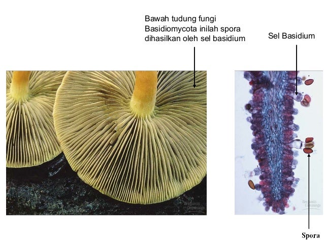 BIOLOGI X SMA dan basidiomycota