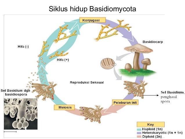 BIOLOGI X SMA - Ascomycota dan basidiomycota