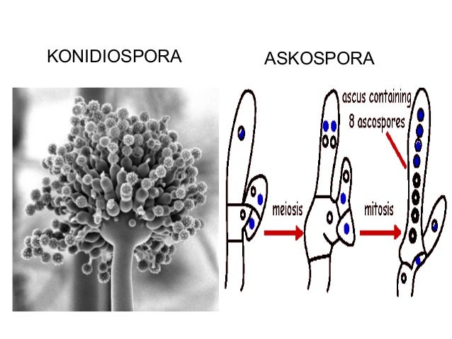 BIOLOGI X SMA Ascomycota dan basidiomycota