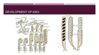Ascomycota salient features | PPTX