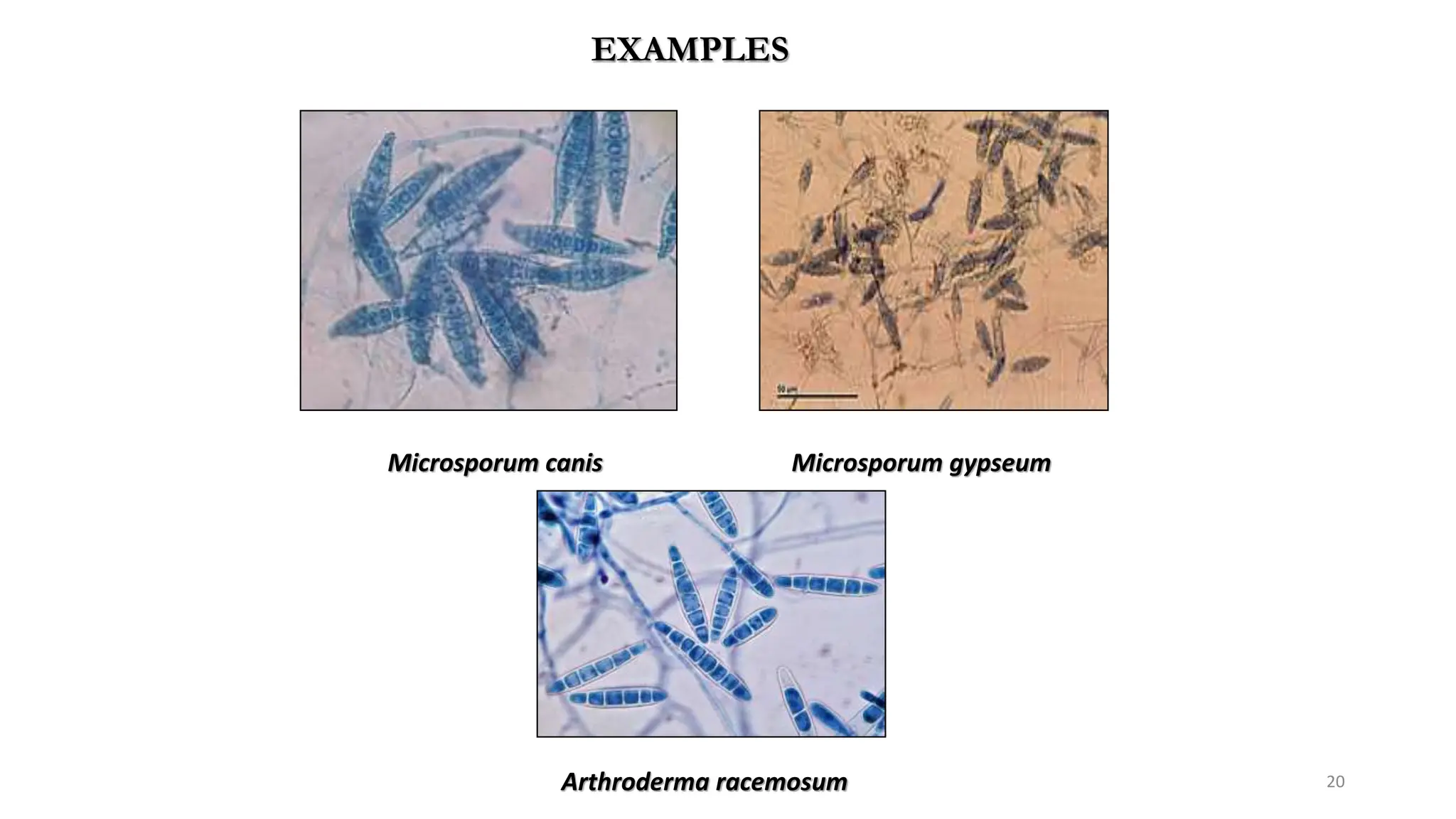 ASCOMYCOTA SLIDE.pptx fungi university of the punjab | PPTX
