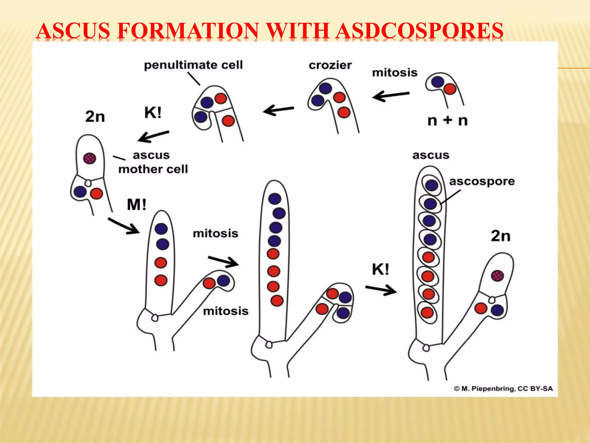 Ascomycotina - Ecology and Life Cycle | PDF