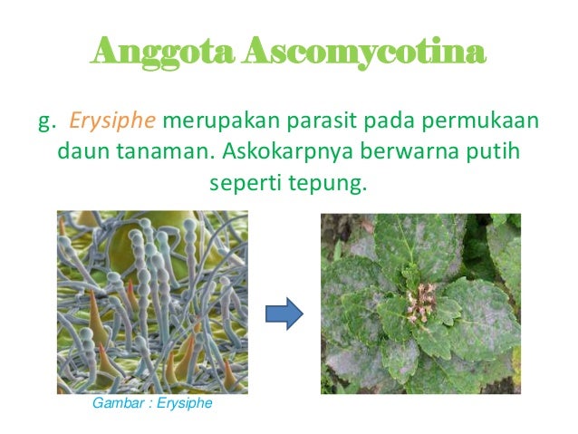 Filum Ascomycotina X SMA Gabrielle T Linkherz by Laras Filum Ascomycotina X SMA Gabrielle T Linkherz by Laras