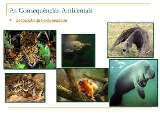 As Consequências Ambientais 
 Destruição da biodiversidade 
 