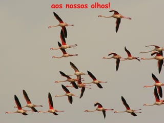 aos nossos olhos!
 