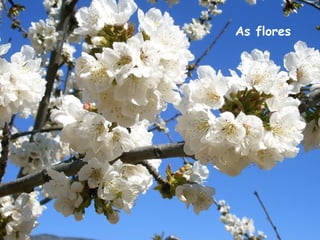 As flores
 