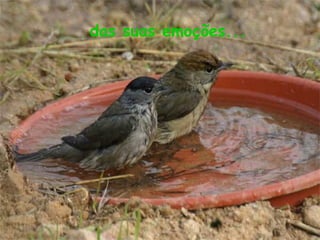 das suas emoções...
 