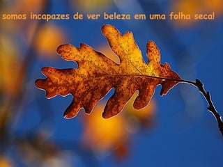somos incapazes de ver beleza em uma folha seca!
 