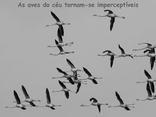 As aves do céu tornam-se imperceptíveis
 